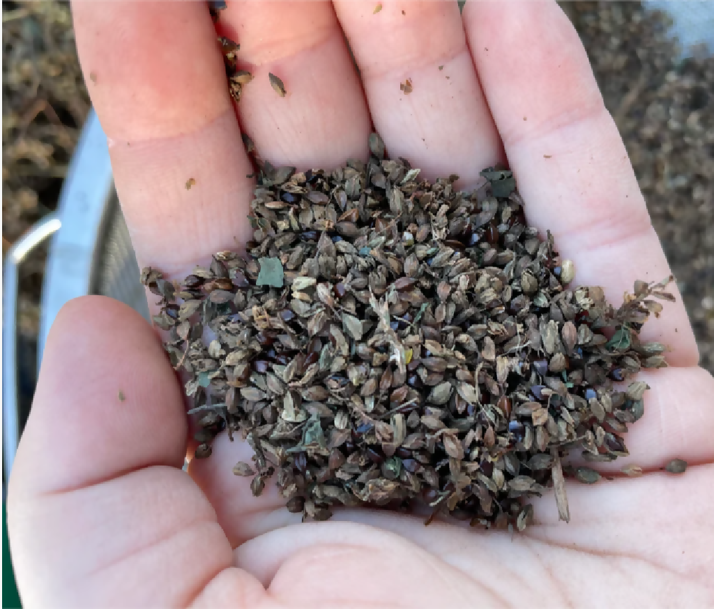indigo plant seeds for sale JAPANESE INDIGO - SEEDS