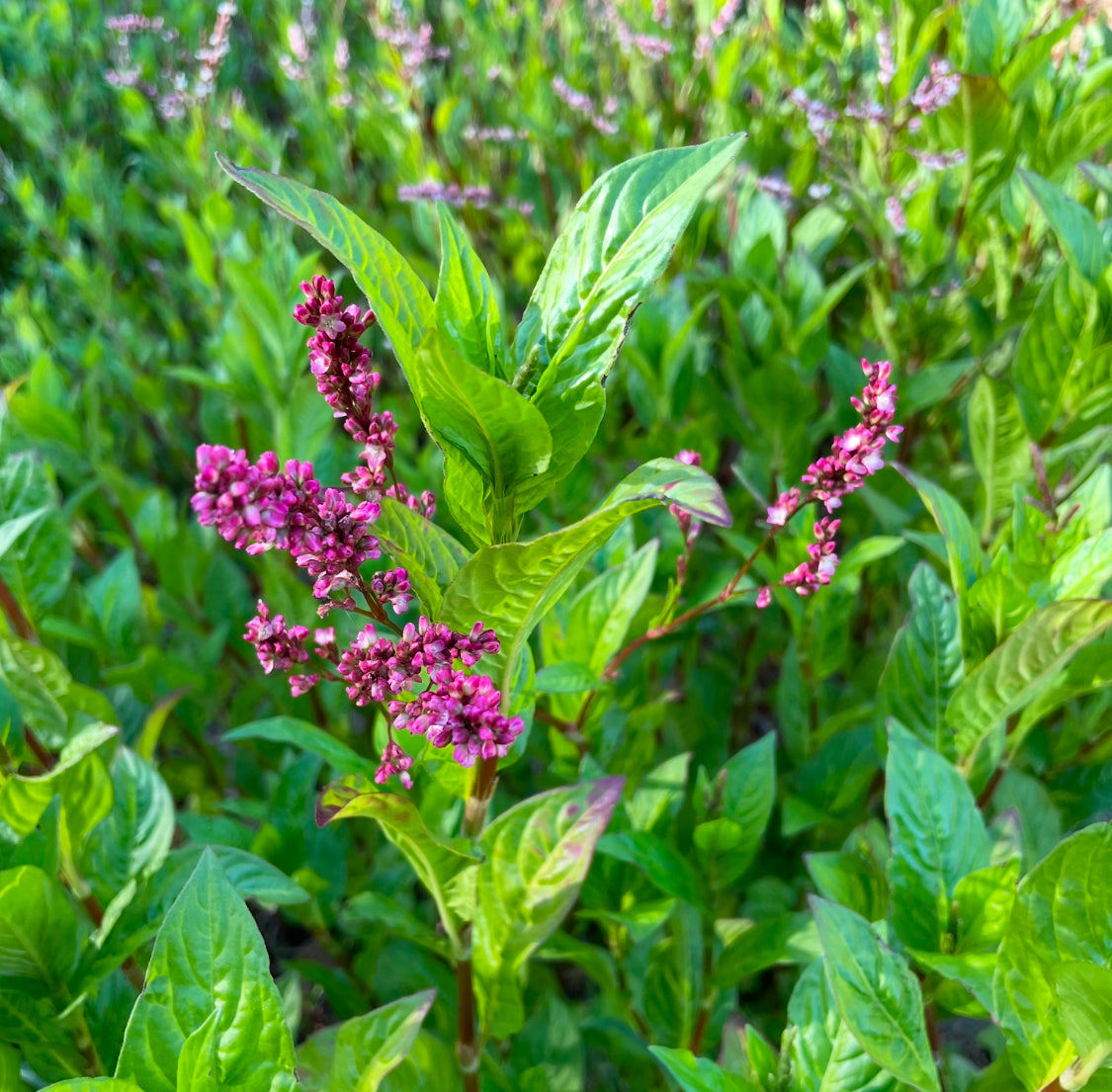 JAPANESE INDIGO - SEEDS