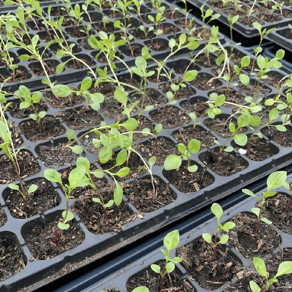 Pre-Order - Japanese Indigo seedlings for pickup in Northern California April 2024