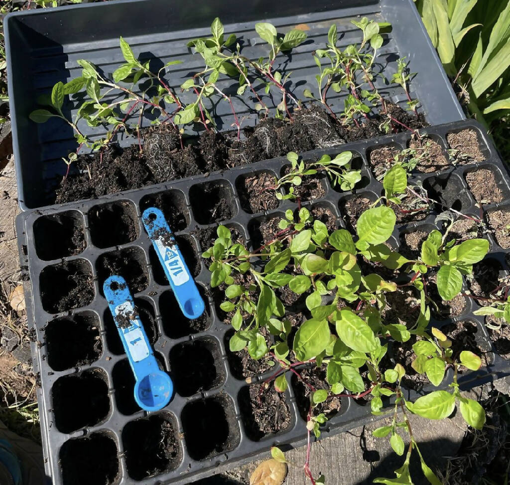 Pre-Order - Japanese Indigo seedlings for pickup in Northern California April 2025