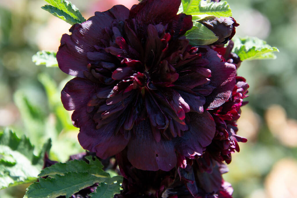 Purple Hollyhock Flowers - Dried for Dyeing