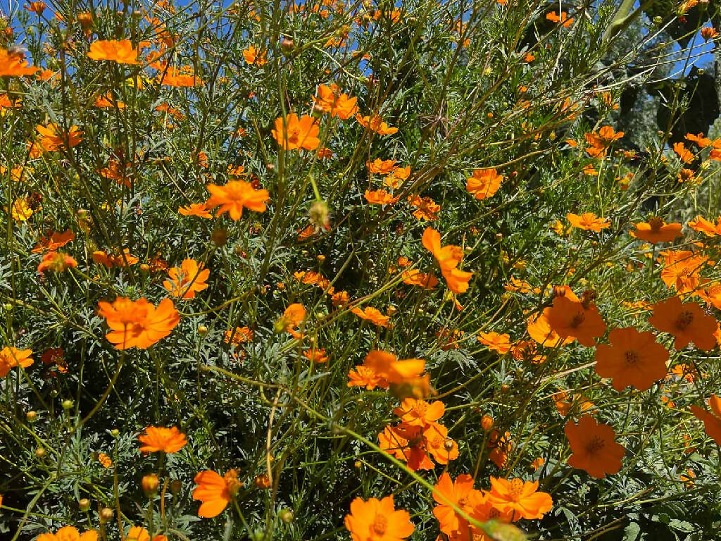 Sulphur Cosmos Flowers - Dried for Dyeing