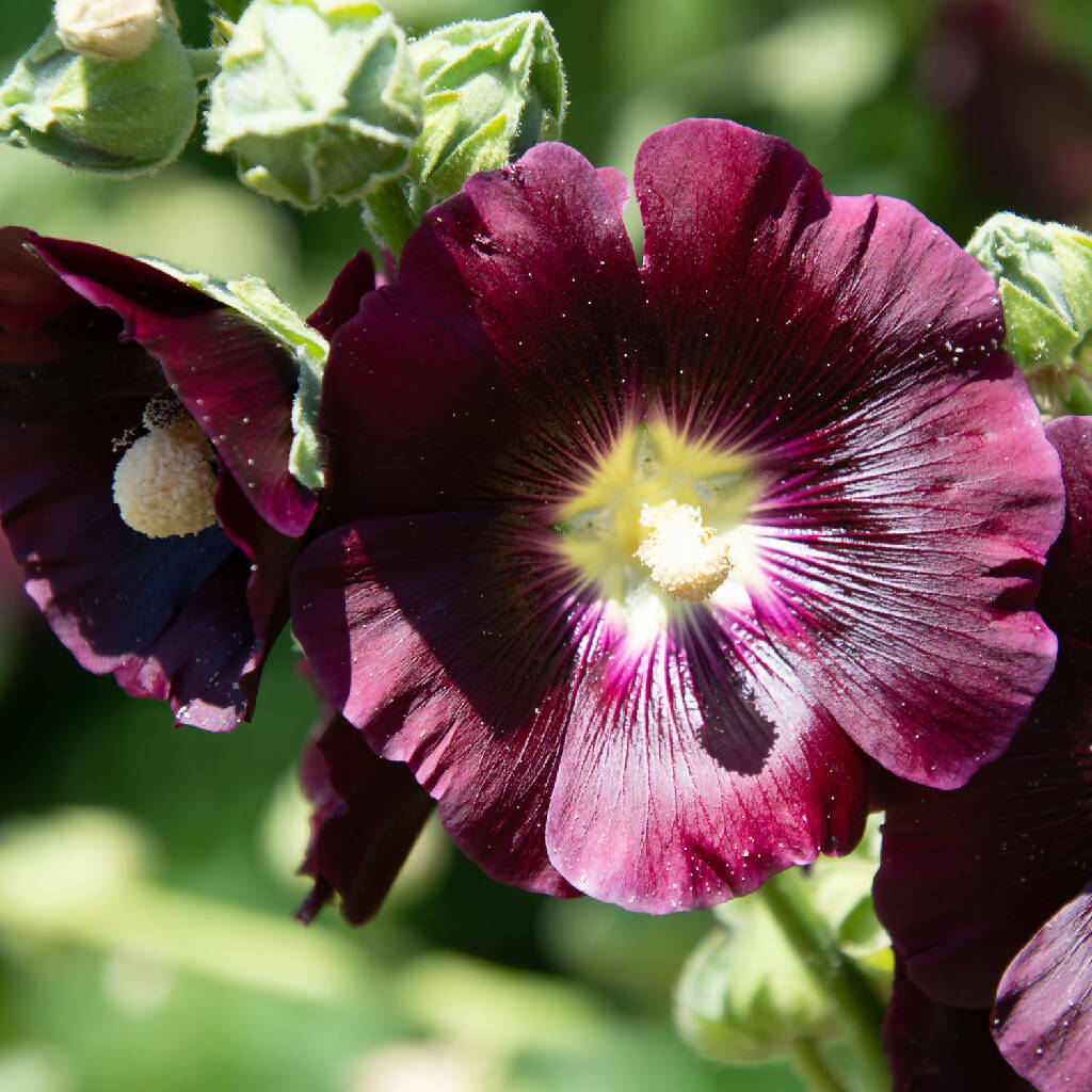 Dark purply hollyhock flower.