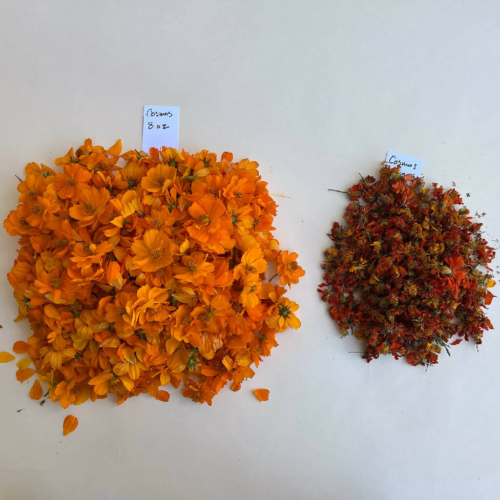 Sulphur Cosmos Flowers - Dried for Dyeing