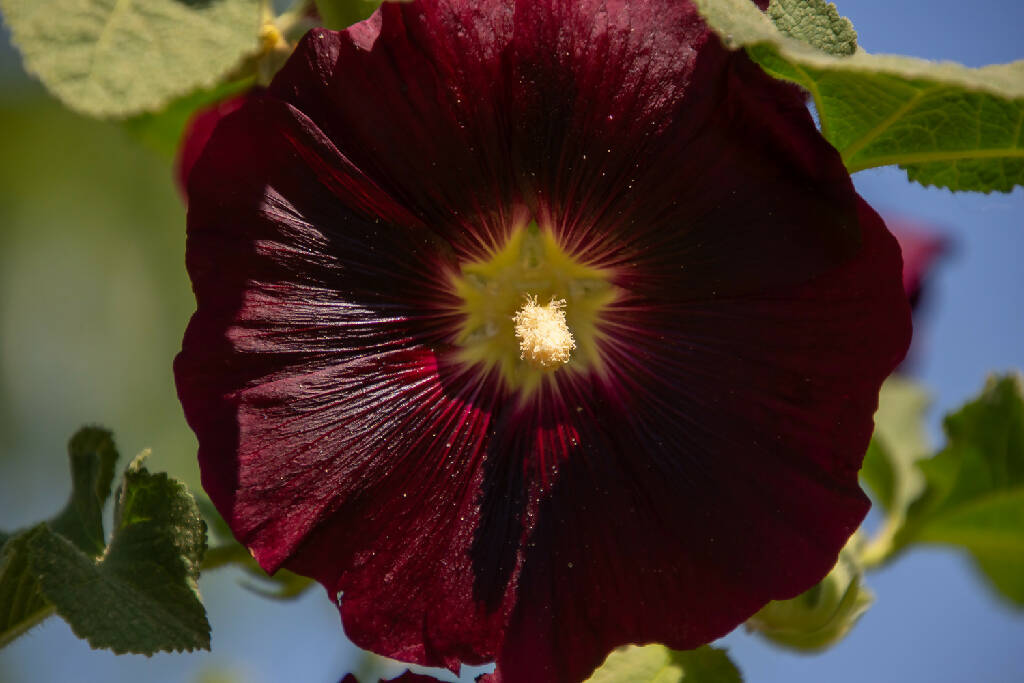 Purple Hollyhock Flowers - Dried for Dyeing