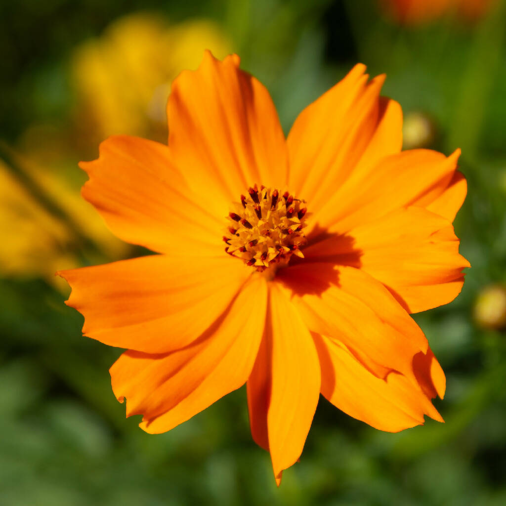 Sulphur Cosmos Flowers - Dried for Dyeing