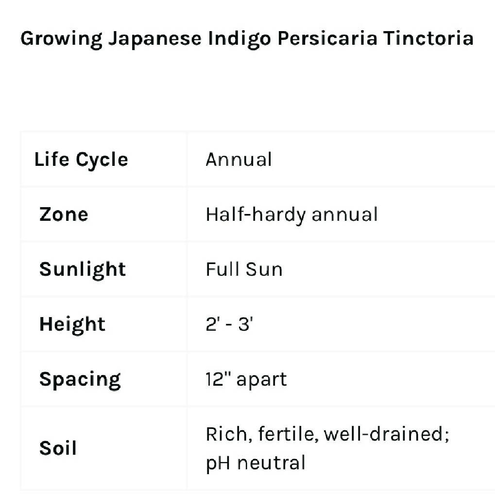 Pre-Order - Japanese Indigo seedlings for pickup in Northern California April 2025